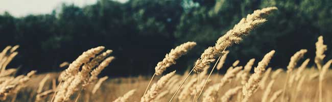 一手渠道的轰炸手机软件